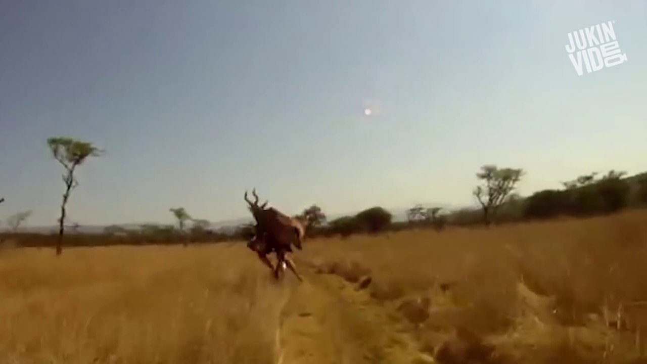 Attaques d'animaux sur des humains : éléphants, serpents, boas..