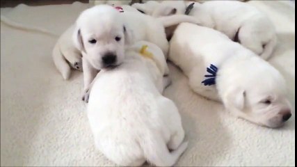 Скачать видео: Wouuu qui veut ces petit bébé chiots tous mignons ?