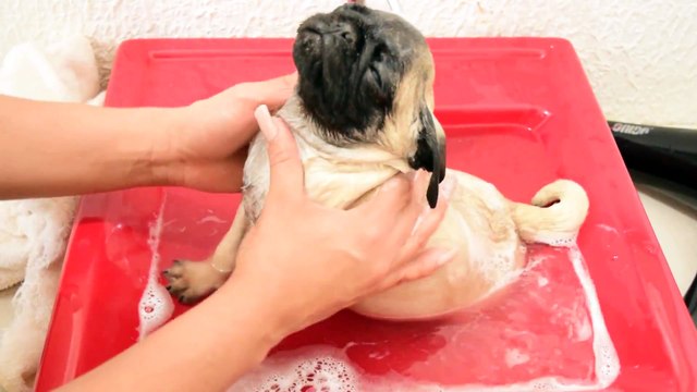 Ce bébé chien carlin kiffe son bain à fond !!
