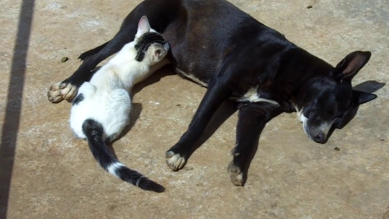 Cette chienne allaite un chaton !!