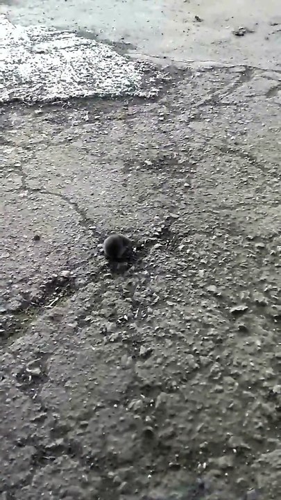 Cette souris a pris de la drogue elle tourne en rond !!!