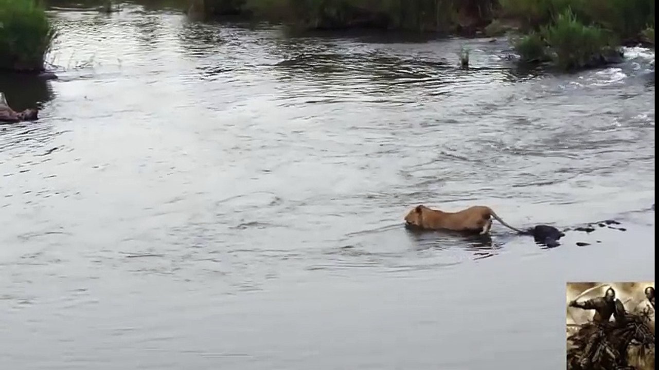 animals killed lion_1