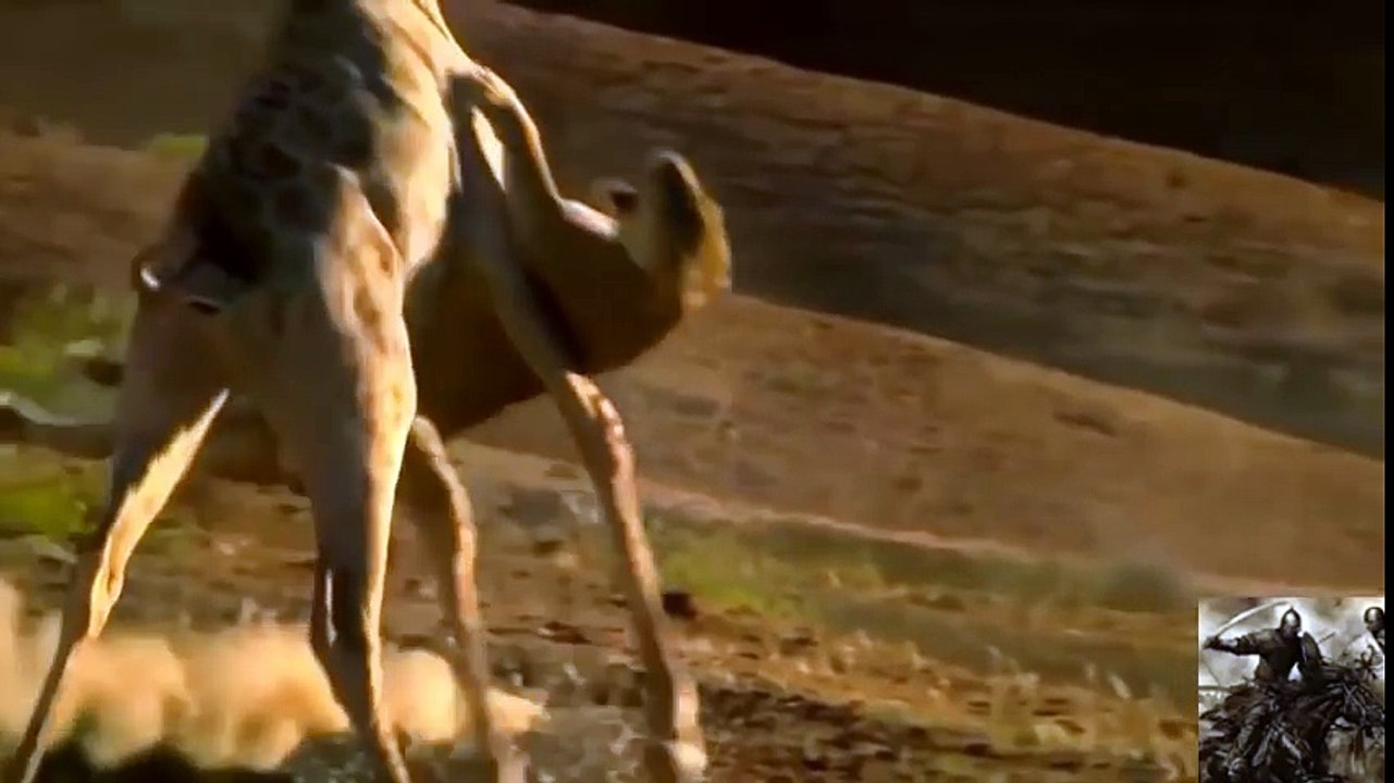 animals killed lion_2