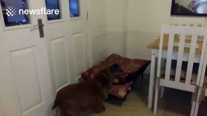 Kitten occupies dog's bed and won't move