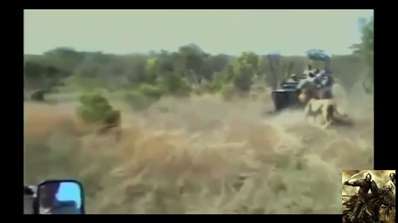 animals killed lion_9