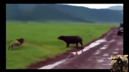 animals killed lion_10