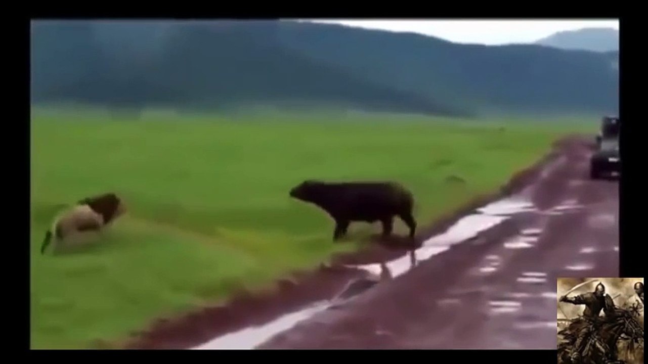 animals killed lion_10