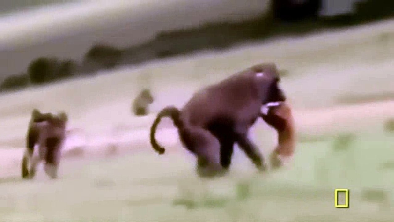 animals- buffalo -funny_8
