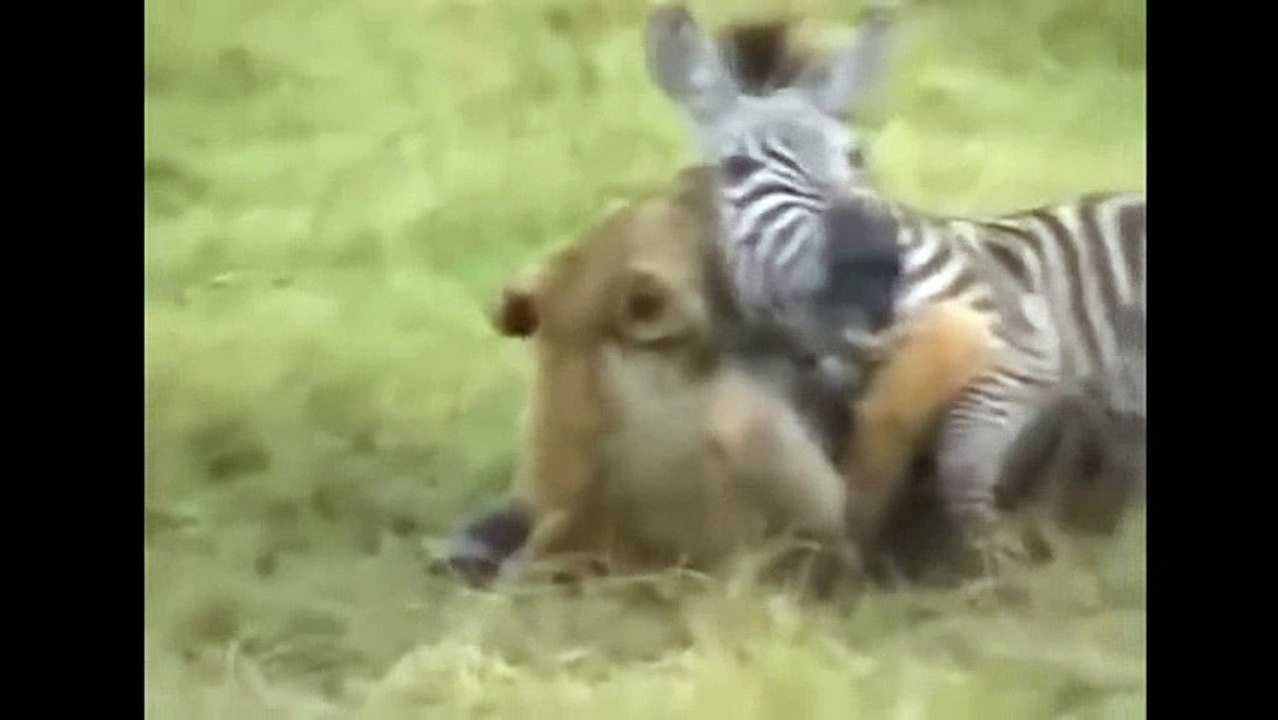 animals- buffalo -funny_14