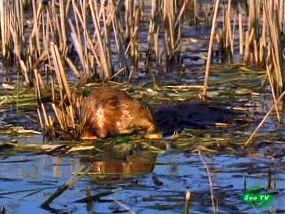 BBC. Голубой Дунай