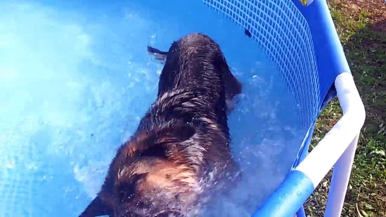 Piscine pour chien, un berger allemand dans la piscine !