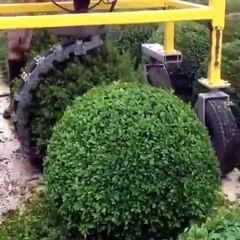 Cette machine qui taille les buissons en boule est incroyablement satisfaisante !