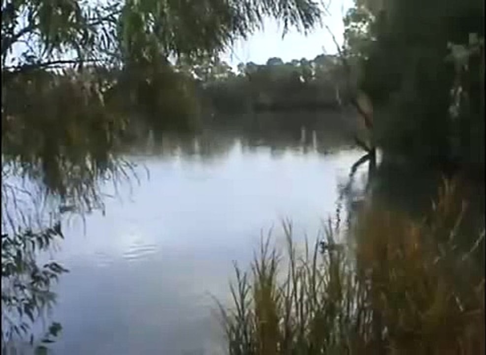 Un énorme poisson mange un canard