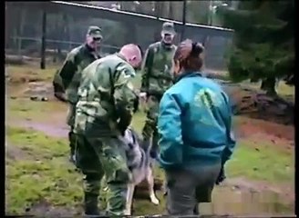 Vajza që i tregon ujkut se kush është “bosi” (Video)