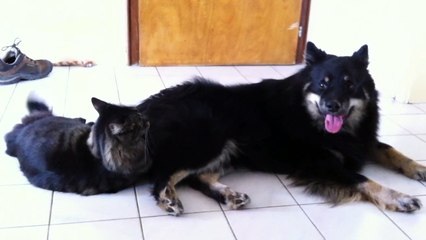 Chien et chat qui jouent