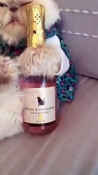 L'ARISTOGATTO!!