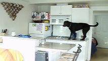 Mette Una Telecamera In Cucina E Scopre... Che Il Suo Cane è Un Ninja!