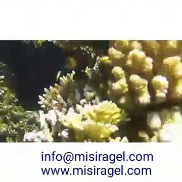 Şarm El Şeyh,MISIR, Tatil,Yurtdışı, misiragel.com ,Sharm El Sheikh Otelleri , Mısır,Sharm El Sheikh ,Mısır Otelleri ,Mısır Otel Fiyatları,Sharm El Sheikh ve Kahire Gezi Rehberi ,Yurtdışı Tur Fırsatları,Yurtdışı Tur