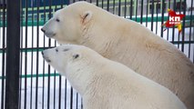 クラスノヤルスク動物園のフェリックスとオーロラ、次の繁殖シーズンへ同居開始 (Dec.9 2016)