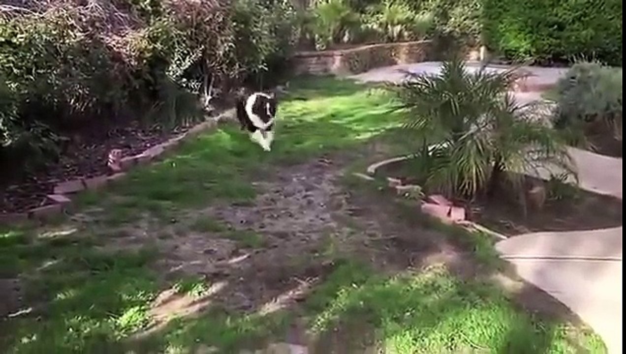 Un chien a deux nez collés sur la face! Deux truffes...