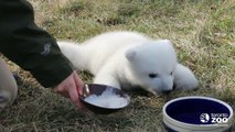 Toronto Zoo polar bear cub 2 months