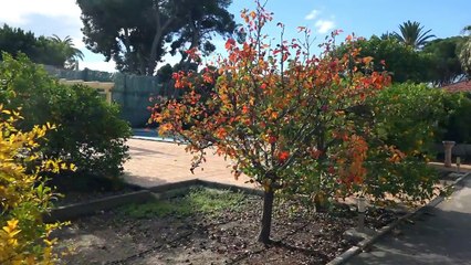 Продажа дома с большим участком земли в Эльче, Испания