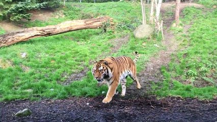Ce tigre apprend qu'il ne faut JAMAIS réveiller une femme lors de sa sieste