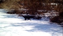 Andiamo A Giocare Sulla Neve: Il Cane Non Contiene L'entusiasmo E Reagisce Così