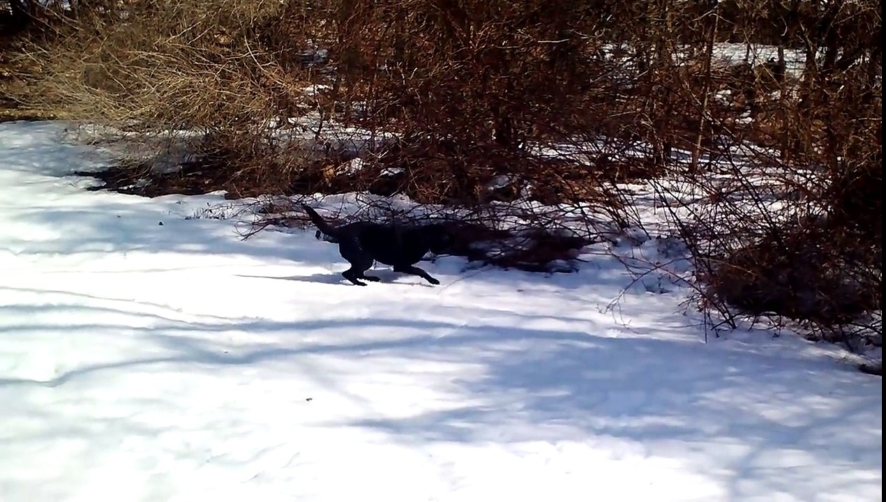 Andiamo A Giocare Sulla Neve: Il Cane Non Contiene L'entusiasmo E Reagisce Così