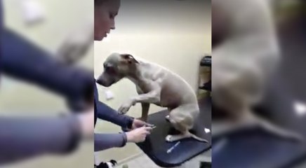 Il cane è dal veterinario: Non crederete a ciò che accade quando arriva il suo turno