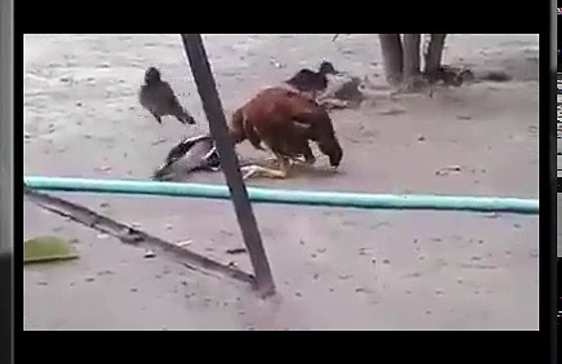 Junco Vs Chicken Fights on Ground