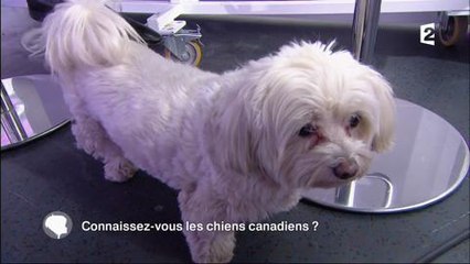 C'est au programme : La chienne de Sophie Davant courageuse, pas téméraire, reste planquée , ven 9 déc