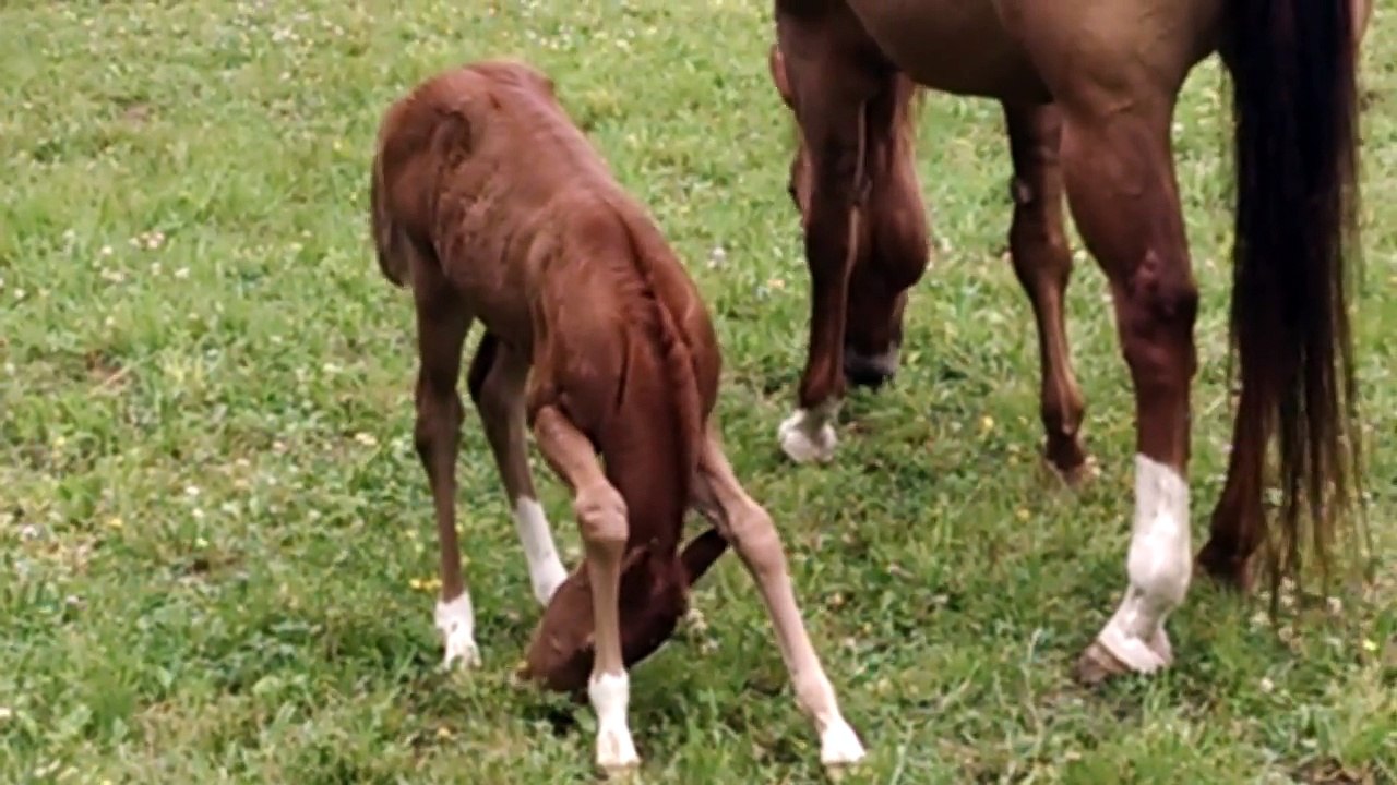Una Puledra Di 4 Giorni Cerca Di Capire Come Mangiare: La Scena è Da Piegarsi In Due Dalle Risate!