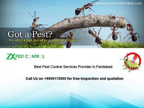 15 % OFF on Pest Control and Termite Treatment Services from Pest Control Faridabad|Call on 9899176888