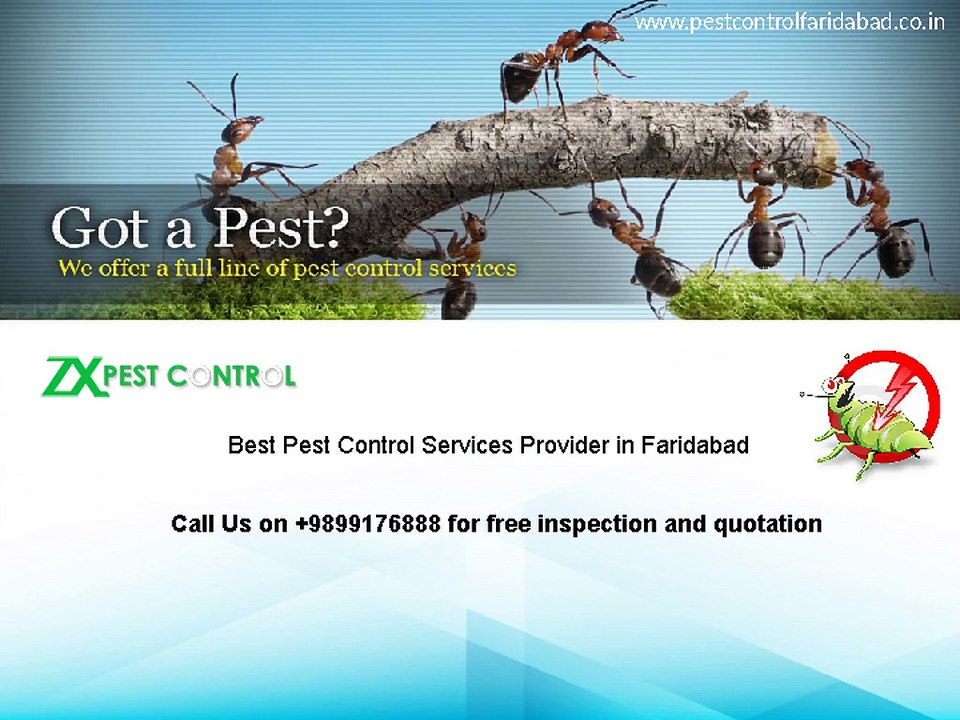 15 % OFF on Pest Control and Termite Treatment Services from Pest Control Faridabad|Call on 9899176888