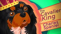 Cavalier King Charles Spaniel Pet Profile | Bondi Vet