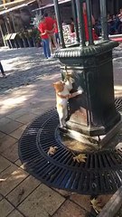 котик хочет пить