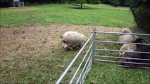 Sheep Baaing On the Farm - Farm Animals for Kids