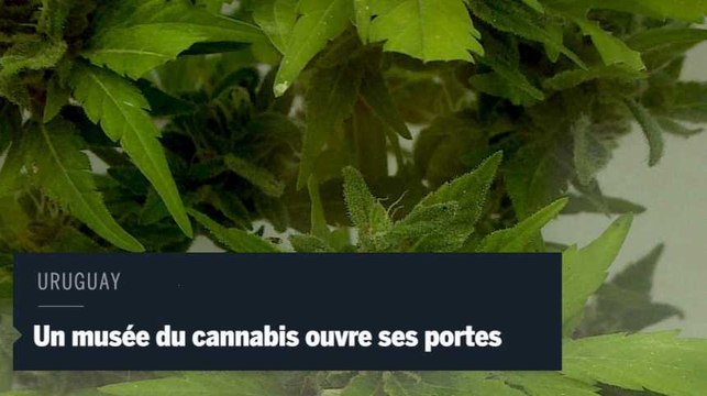 Un musée du cannabis ouvre ses portes en Uruguay