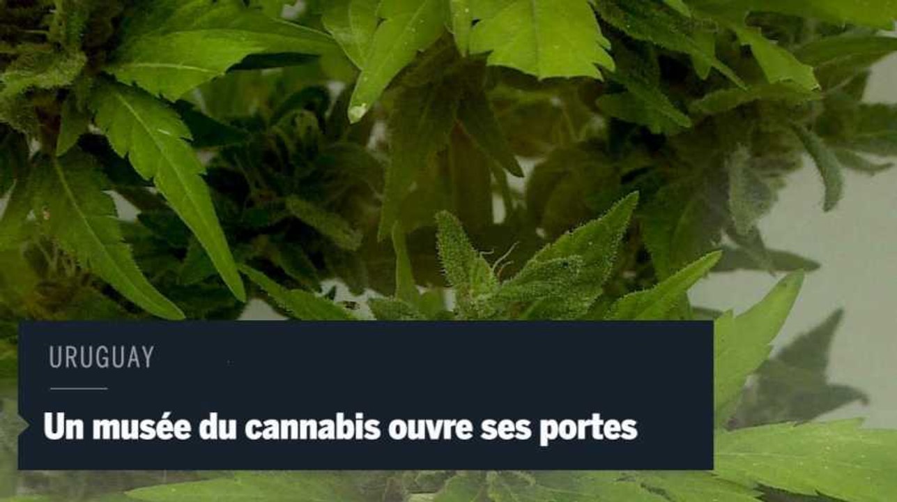 Un musée du cannabis ouvre ses portes en Uruguay