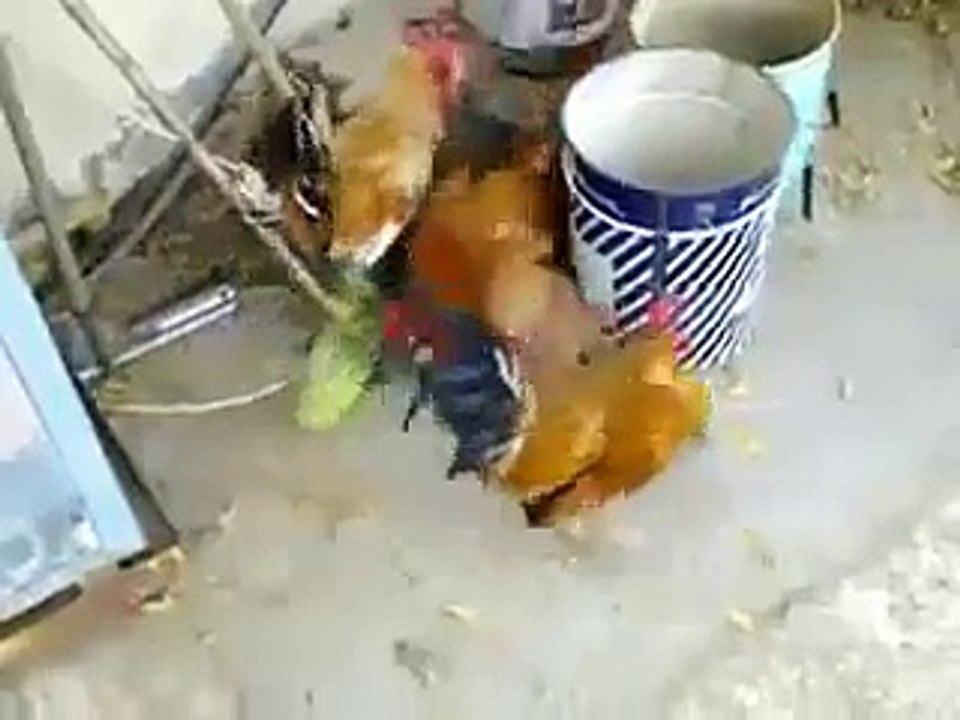 alone poor hen