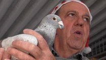 Des pigeons voyageurs pour le Père Noël