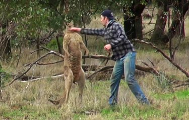 Crazy Dude Fights A Kangaroo To Save His Dog
