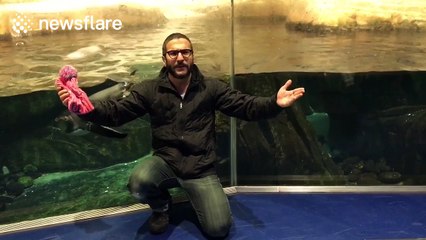 Penguin takes a curious interest in a pink hat