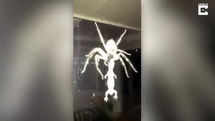 Así una araña gigante devoró a un lagarto
