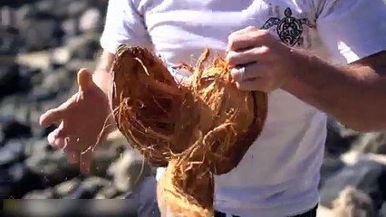 How To Open Coconuts Without Any Tools