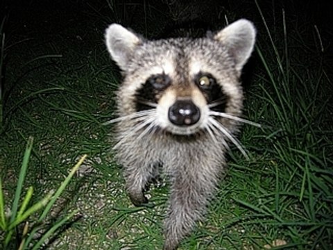 Visite de Racoons: Part 1