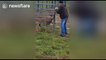 Man rescues deer stuck in fence