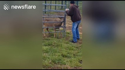Man rescues deer stuck in fence