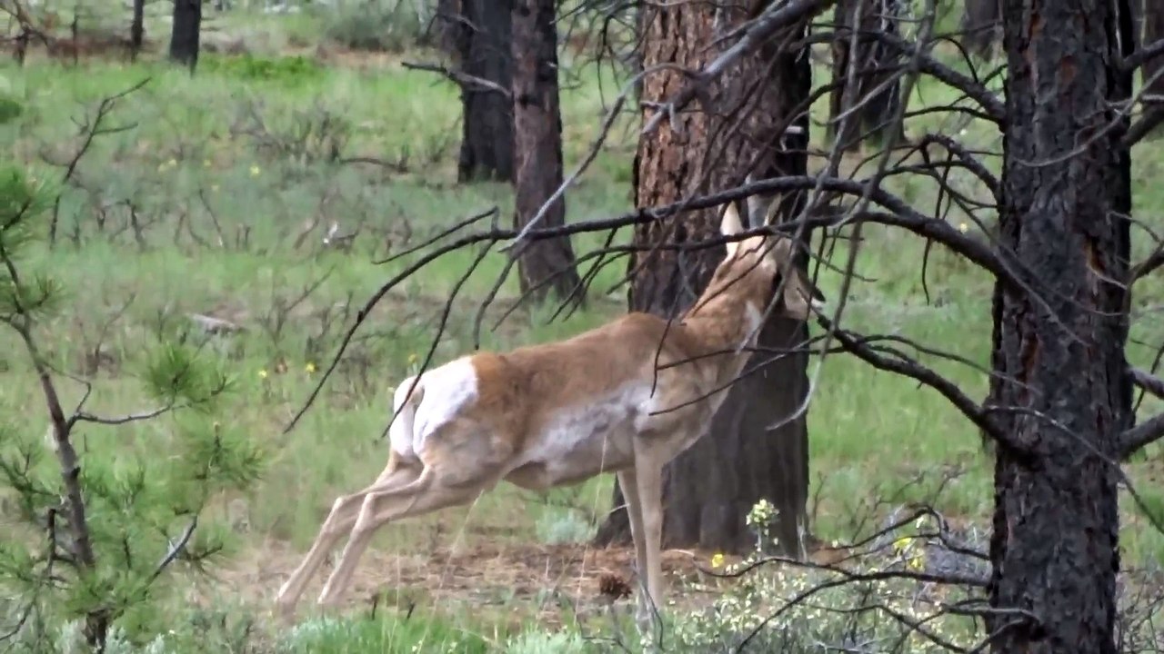 Pronghorn Peeing